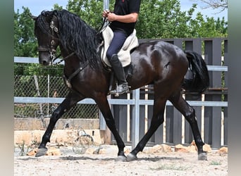 Menorquín, Semental, 5 años, 169 cm, Negro