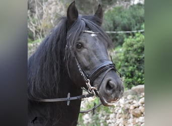 Menorquín, Semental, 6 años, 159 cm, Negro