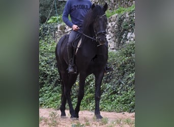 Menorquín, Semental, 6 años, 159 cm, Negro