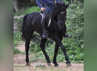 Menorquín, Semental, 6 años, 159 cm, Negro