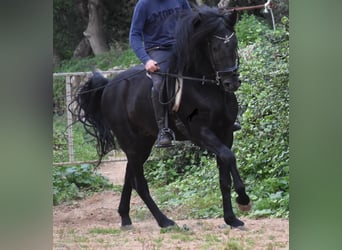 Menorquín, Semental, 6 años, 159 cm, Negro