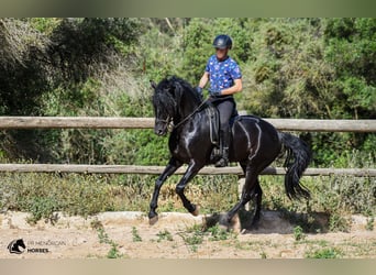 Menorquín, Semental, 6 años, 160 cm, Negro