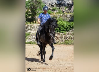 Menorquín, Semental, 6 años, 160 cm, Negro