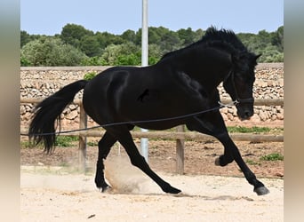 Menorquín, Semental, 6 años, 164 cm, Negro
