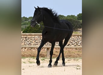 Menorquín, Semental, 6 años, 164 cm, Negro