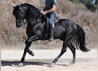 Menorquín, Semental, 6 años, 164 cm, Negro