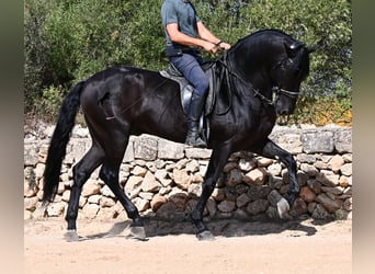 Menorquín, Semental, 6 años, 164 cm, Negro