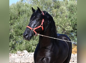 Menorquín, Semental, 6 años, 164 cm, Negro