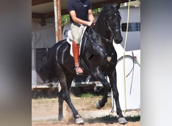 Menorquín, Semental, 6 años, 168 cm, Negro