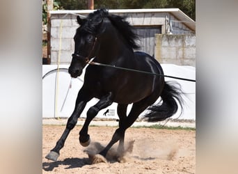 Menorquín, Semental, 6 años, 168 cm, Negro