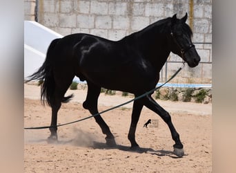 Menorquín, Semental, 6 años, 168 cm, Negro