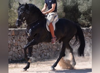 Menorquín, Semental, 6 años, 168 cm, Negro