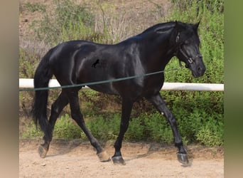 Menorquín, Semental, 6 años, 169 cm, Negro