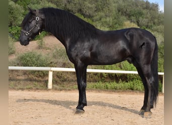 Menorquín, Semental, 6 años, 169 cm, Negro