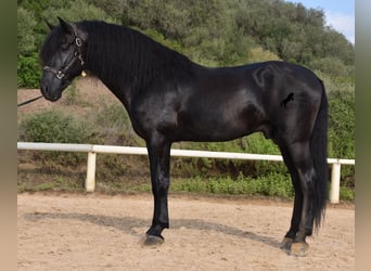 Menorquín, Semental, 6 años, 169 cm, Negro