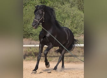 Menorquín, Semental, 6 años, 169 cm, Negro