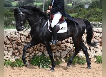 Menorquín, Semental, 6 años, 173 cm, Negro