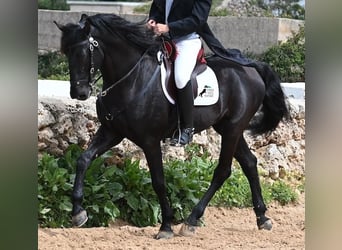 Menorquín, Semental, 6 años, 173 cm, Negro