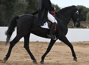 Menorquín, Semental, 6 años, 173 cm, Negro