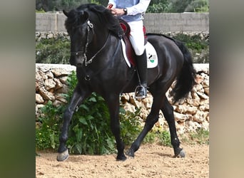 Menorquín, Semental, 6 años, 173 cm, Negro