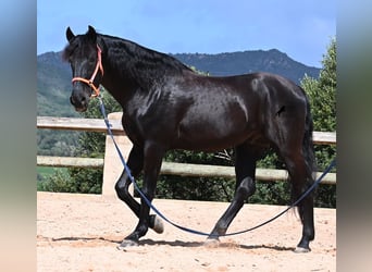 Menorquín, Semental, 6 años, 173 cm, Negro