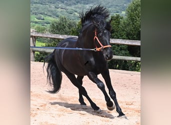 Menorquín, Semental, 6 años, 173 cm, Negro