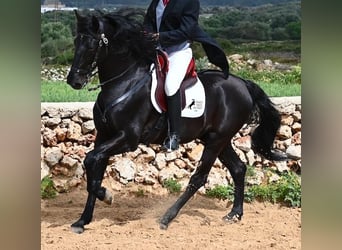 Menorquín, Semental, 6 años, 173 cm, Negro