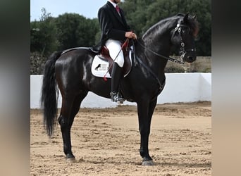 Menorquín, Semental, 6 años, 173 cm, Negro