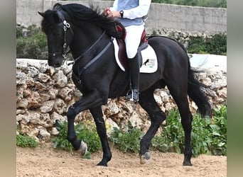 Menorquín, Semental, 6 años, 173 cm, Negro