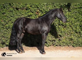 Menorquín, Semental, 7 años, 158 cm, Negro