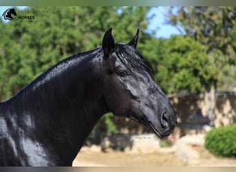 Menorquín, Semental, 7 años, 160 cm, Negro