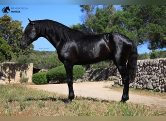 Menorquín, Semental, 7 años, 160 cm, Negro