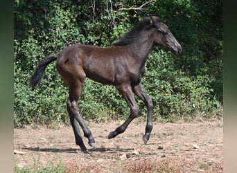 Menorquín, Semental, Potro (04/2026), 160 cm