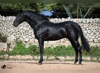 Menorquín, Semental, Potro (03/2024), 160 cm, Negro