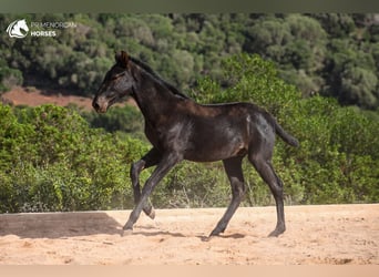 Menorquín, Semental, Potro (03/2024), 160 cm, Negro