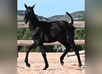 Menorquín, Semental, Potro (02/2025), 160 cm, Negro