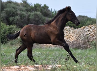 Menorquín, Semental, Potro (04/2023), 160 cm, Negro