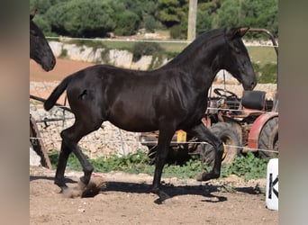 Menorquín, Semental, Potro (04/2023), 162 cm, Negro