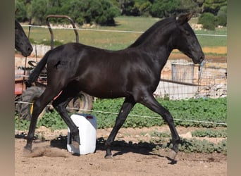Menorquín, Semental, Potro (04/2023), 162 cm, Negro