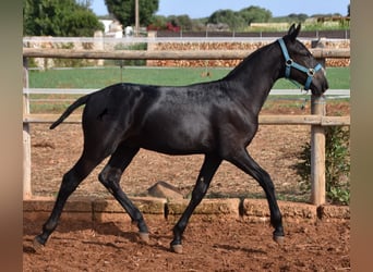 Menorquín, Semental, Potro (03/2024), 162 cm, Negro