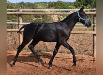 Menorquín, Semental, Potro (03/2024), 162 cm, Negro