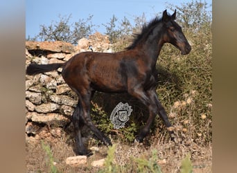 Menorquín, Semental, Potro (04/2024), 162 cm, Negro