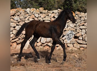 Menorquín, Semental, Potro (04/2024), 162 cm, Negro