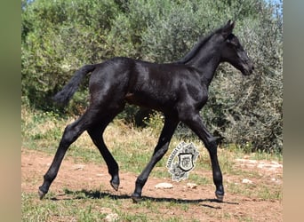 Menorquín, Semental, Potro (04/2024), 162 cm, Negro