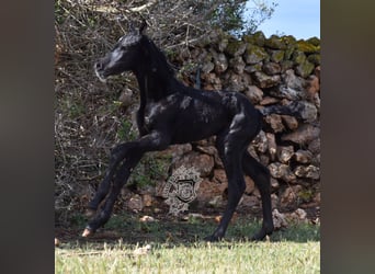 Menorquín, Semental, Potro (04/2024), 168 cm, Negro