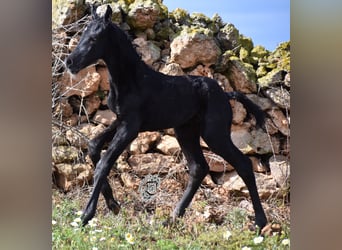 Menorquín, Semental, Potro (04/2024), 168 cm, Negro
