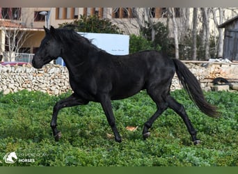 Menorquin, Stallion, 10 years, 15.1 hh, Black