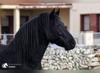 Menorquin, Stallion, 10 years, 15.1 hh, Black