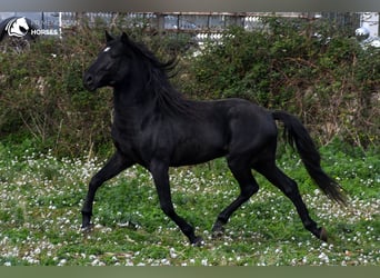 Menorquin, Stallion, 10 years, 15.2 hh, Black