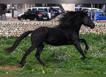 Menorquin, Stallion, 10 years, 15.2 hh, Black